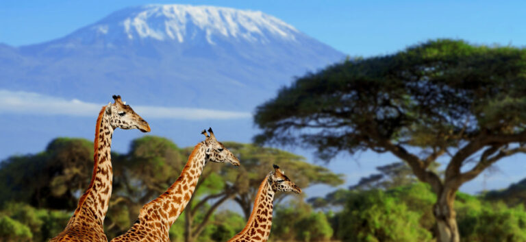 Luxury travel has evolved and it’s ideal for Africa Luxury travel has evolved and it’s ideal for Africa