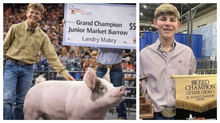 Holy Cow! Pig Raised By 15-Year-Old Sells For World Record $505,000 Holy Cow! Pig Raised By 15 Year Old Sells For World Record