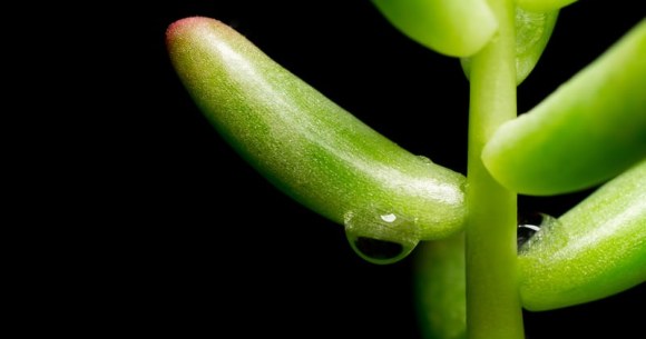 Luxury houseplant fraud leads to arrest of Takamatsu man Luxury houseplant fraud leads to arrest of Takamatsu man